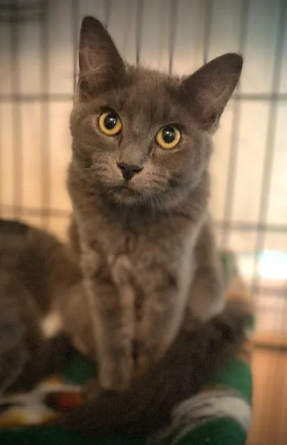 A baby small-sized female Domestic Medium Hair cat named Tory for adoption in Duxbury, MA