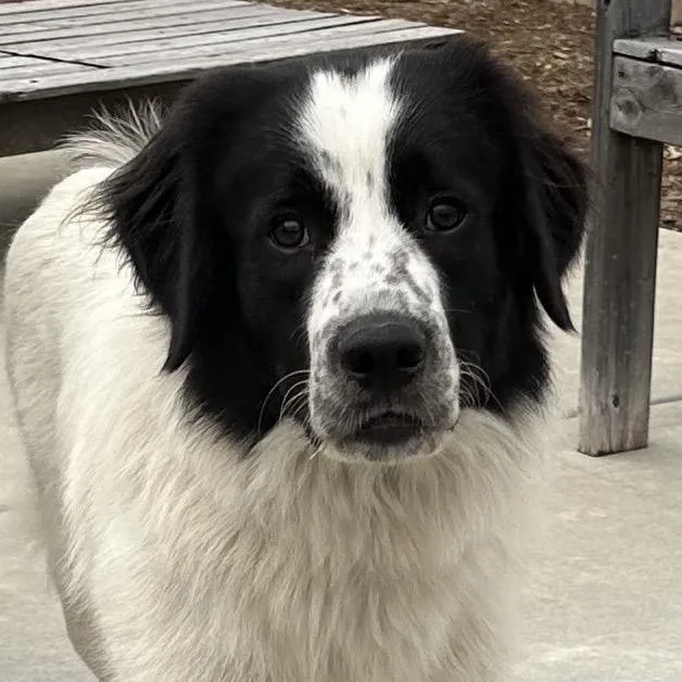 A young large-sized female White / Cream Great Pyrenees dog named Dahlia for adoption in St. Clair, MO