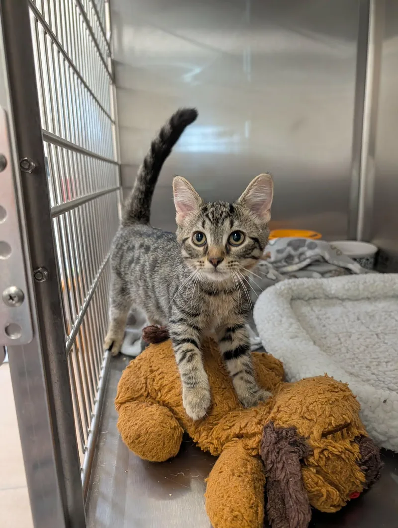 A baby medium-sized female Tabby (Tiger Striped) Domestic Short Hair cat named Coral for adoption in Chambersburg, PA