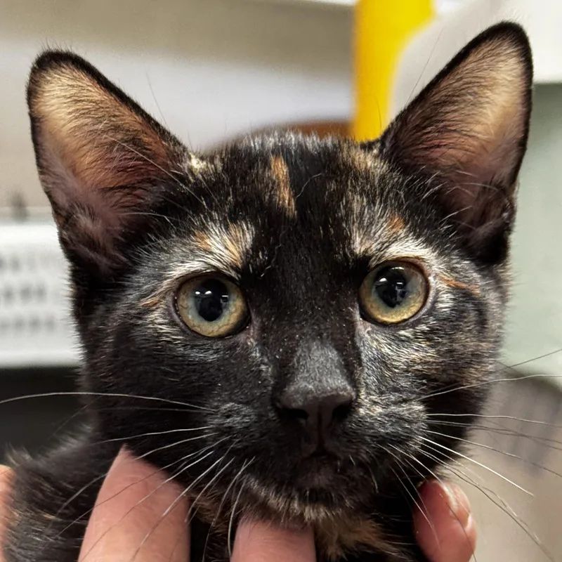 A young medium-sized female Tortoiseshell cat named Renee Pure Tortitude for adoption in Fountain Valley, CA