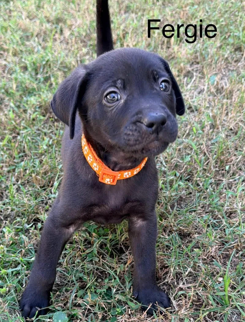 A baby medium-sized male Black Retriever dog named Fergie for adoption in Pawleys Island, SC