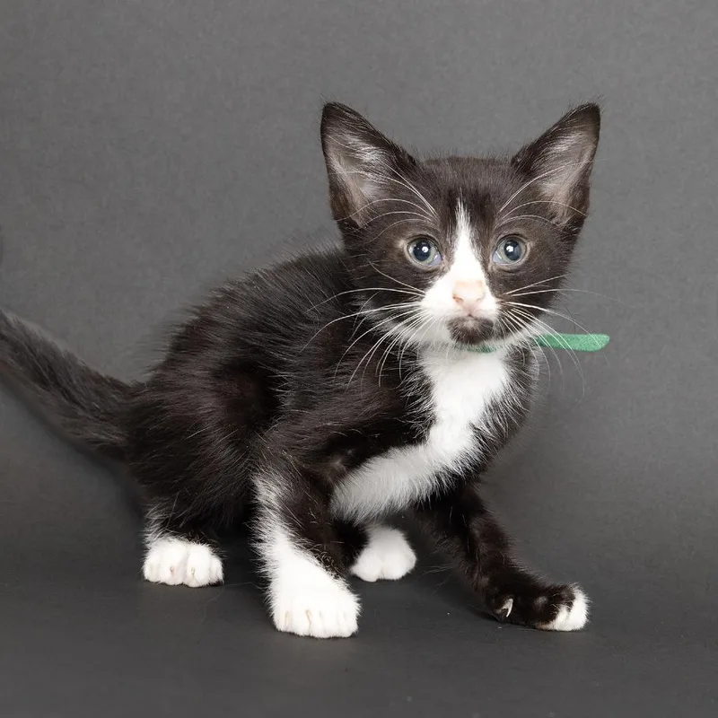 A baby small-sized male Black Domestic Short Hair cat named Orange for adoption in Franklin, TN
