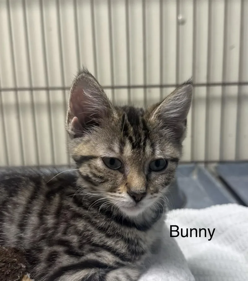 A young medium-sized female Black Domestic Short Hair cat named Bunny for adoption in Ulster, PA