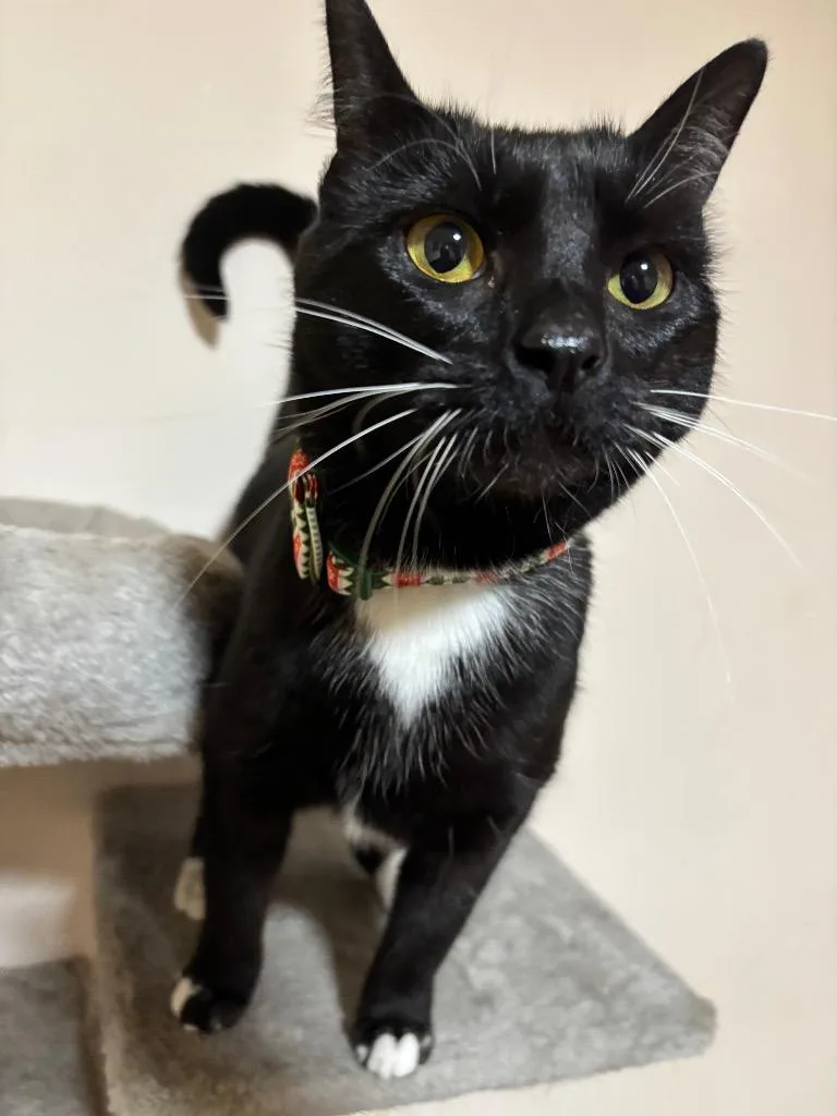 Honey Bun thumbnail 2