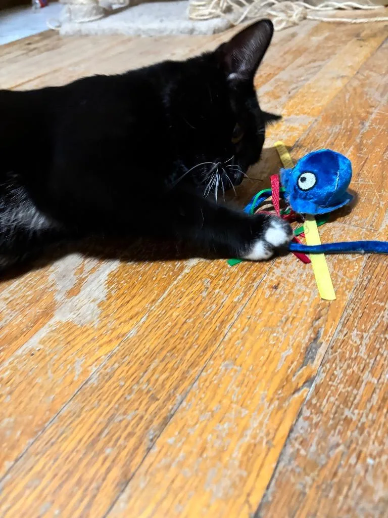 Honey Bun thumbnail 3