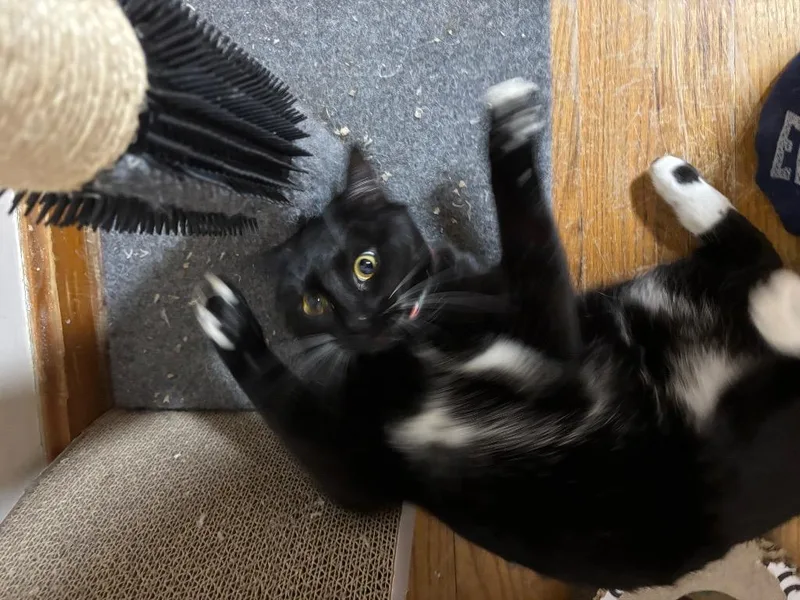 Honey Bun thumbnail 4