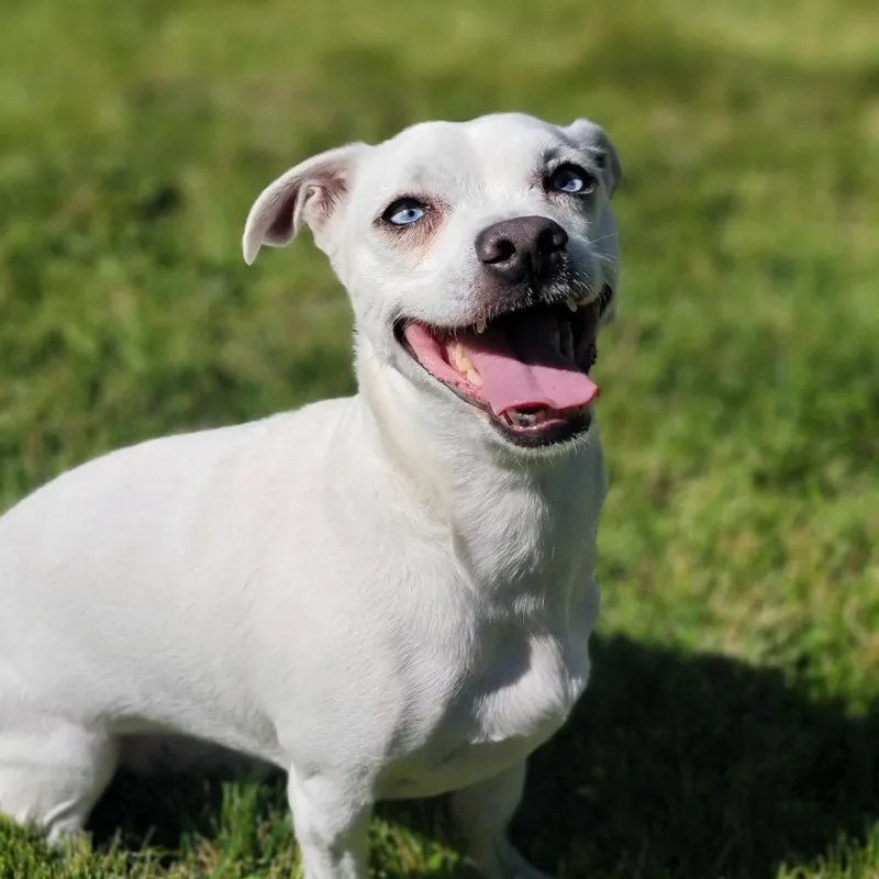 An adult small-sized male Pit Bull Terrier dog named Scooter for adoption in Washoe Valley, NV