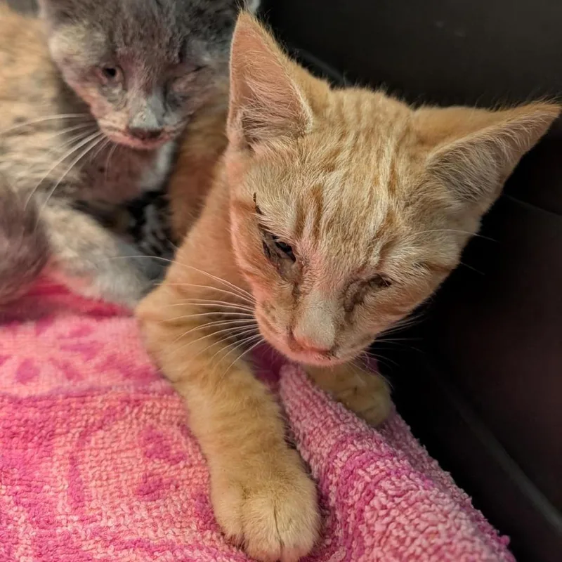 A baby small-sized male Orange / Red Domestic Medium Hair cat named Cheeto for adoption in Tacoma, WA