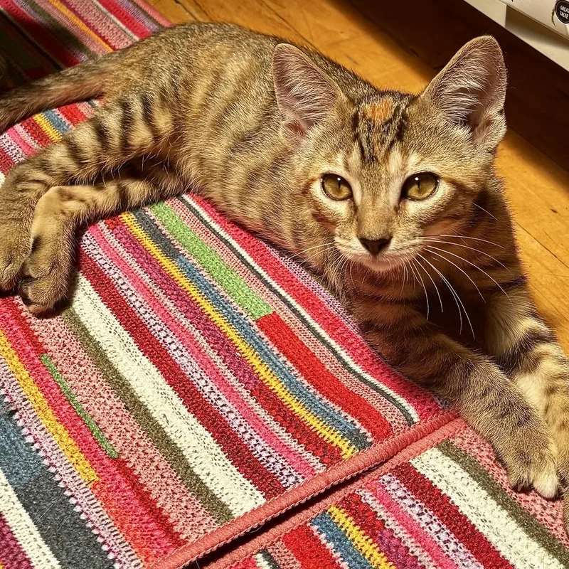 A baby small-sized female Tabby (Brown / Chocolate) Domestic Short Hair cat named Cheese for adoption in Chicago, IL