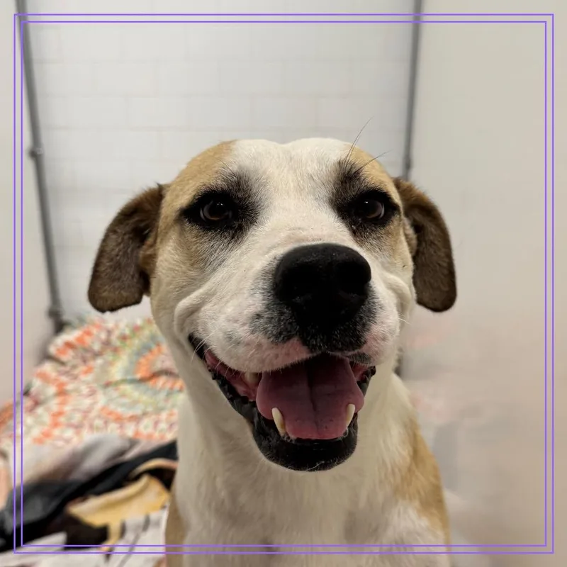 Peggy Lee thumbnail 3