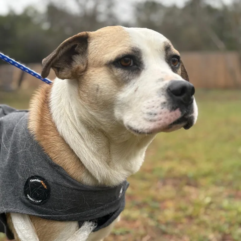 Peggy Lee thumbnail 4