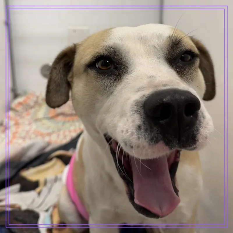 Peggy Lee thumbnail 5