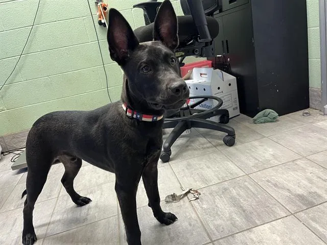 A young medium-sized male American Staffordshire Terrier dog named Messi for adoption in Grand Prairie, TX