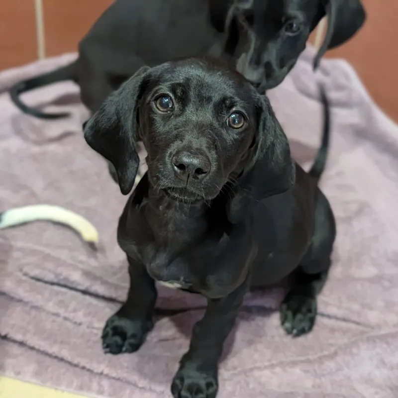 A baby medium-sized female Mixed Breed dog named Loretta for adoption in Fenton, MI