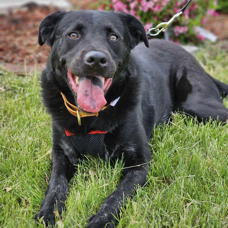 An adult large-sized male Labrador Retriever dog named Cinder waiting a for adoption in Farmington, MN