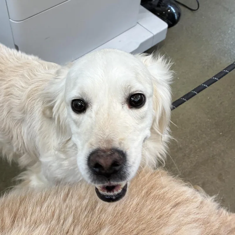 A senior medium-sized male White / Cream Golden Retriever dog named Doug for adoption in Harrisonburg, VA