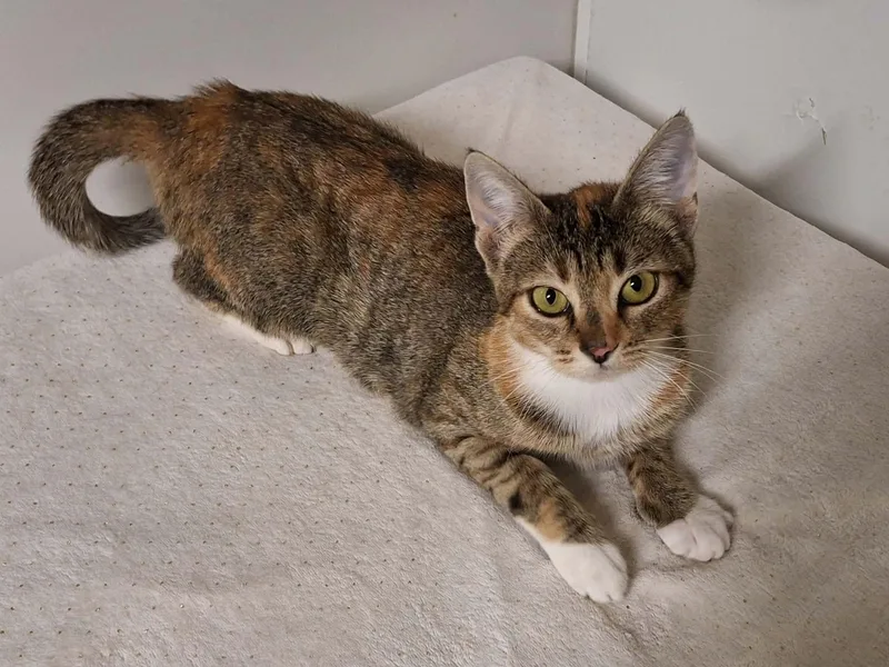 A young medium-sized female Domestic Short Hair cat named Lollipop for adoption in St. Maries, ID