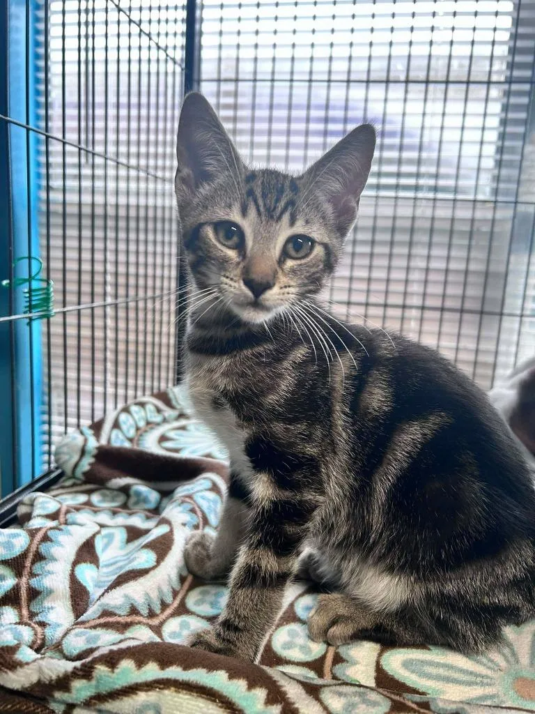 A baby small-sized male Domestic Short Hair cat named Dex for adoption in Sebastian, FL
