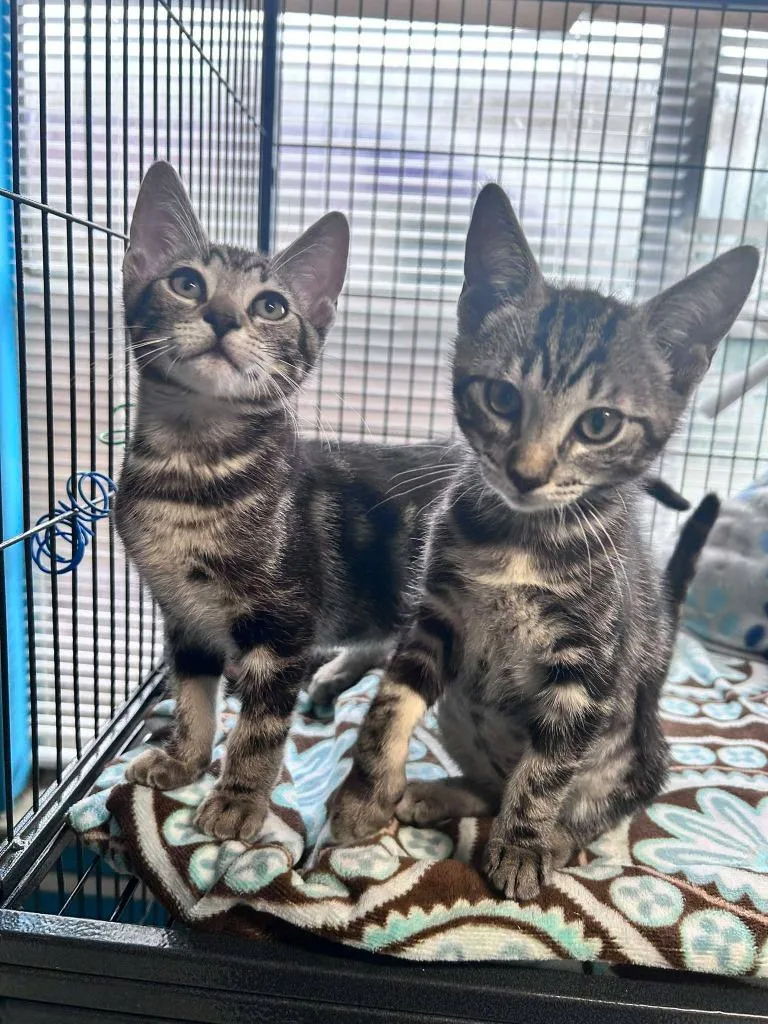 Dex thumbnail 3