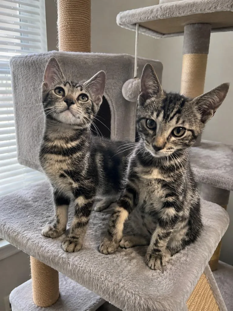Dex thumbnail 4