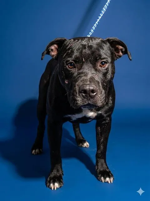 An adult medium-sized male Mixed Breed dog named Papito for adoption in Jacksonville, FL