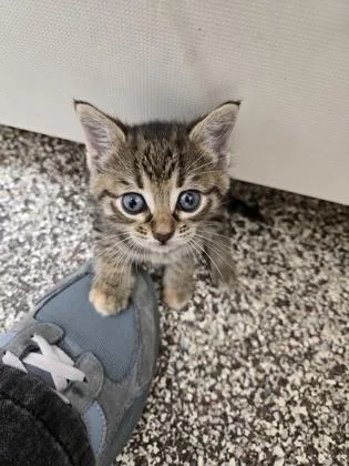 A baby small-sized female Domestic Short Hair cat named Willow for adoption in Westland, MI