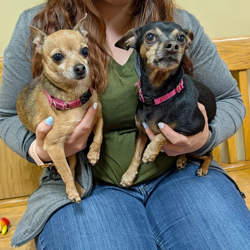 An adult small-sized female Brown / Chocolate Chihuahua dog named Chiquita for adoption in Accident, MD