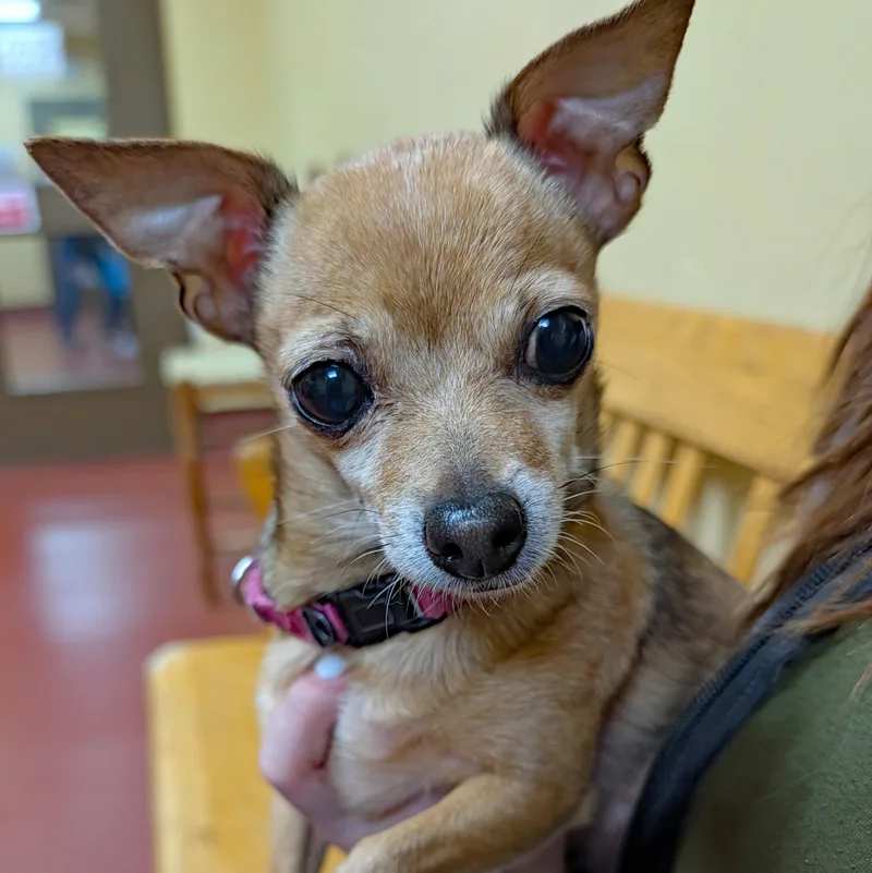 Chiquita thumbnail 2