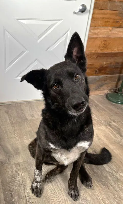 A young medium-sized female German Shepherd Dog dog named Cali for adoption in Genoa, IL