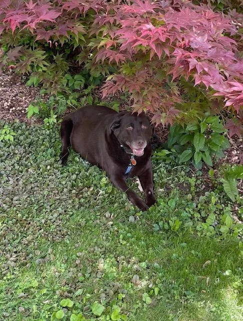 A senior large-sized female Labrador Retriever dog named Hannahnot Accepting Applications for adoption in Medina, OH