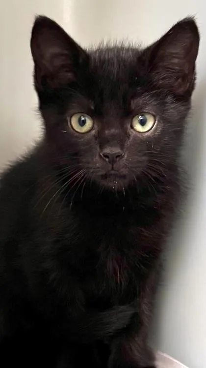 A baby small-sized male Domestic Short Hair cat named Tadpole for adoption in Cumming, GA