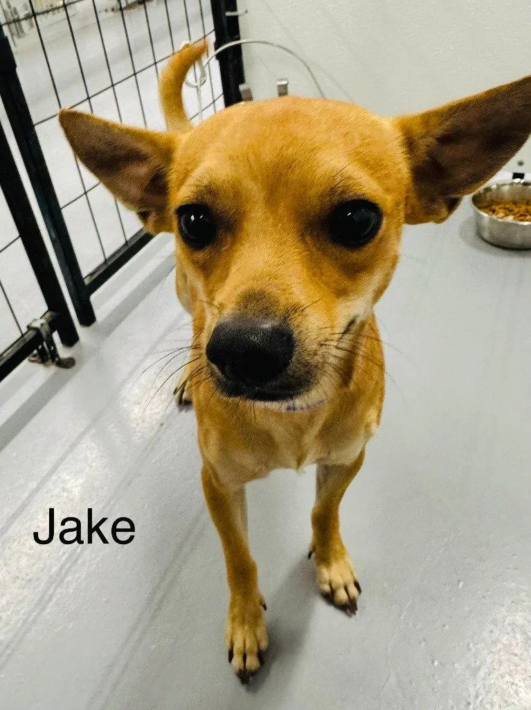 A young small-sized male Chihuahua dog named Jake for adoption in Saint George, UT