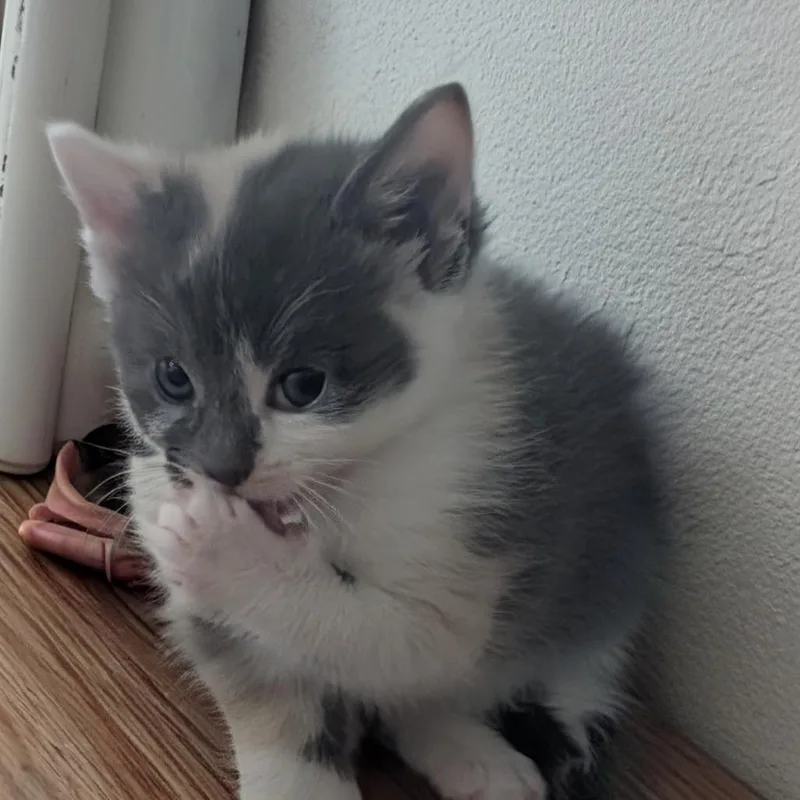 A baby small-sized female Calico Domestic Short Hair cat named Princess Bride Litter Buttercup for adoption in Washington, DC