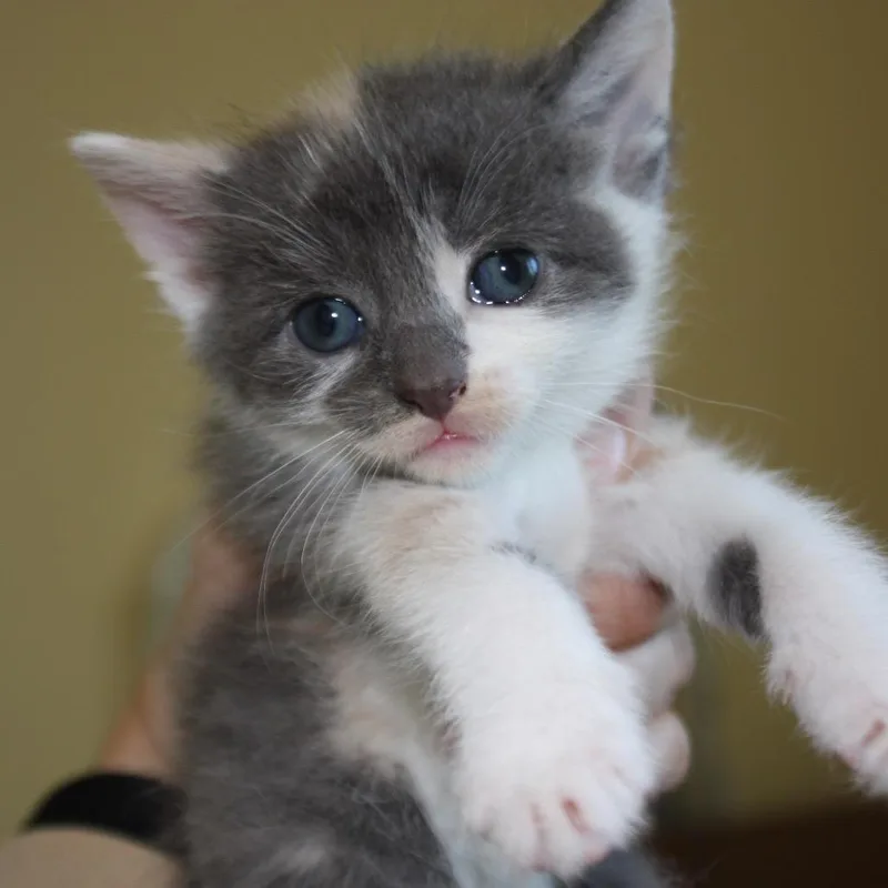 Princess Bride Litter Buttercup thumbnail 3