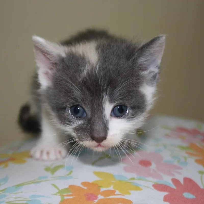 Princess Bride Litter Buttercup thumbnail 4