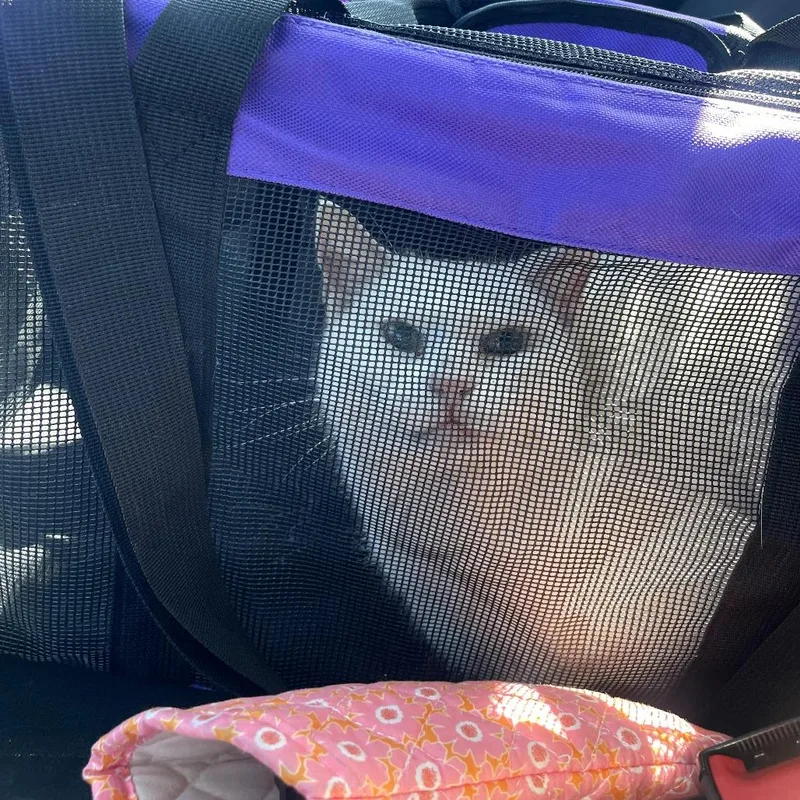 A senior small-sized female White Domestic Short Hair cat named Snowbird for adoption in St. Louis, MO
