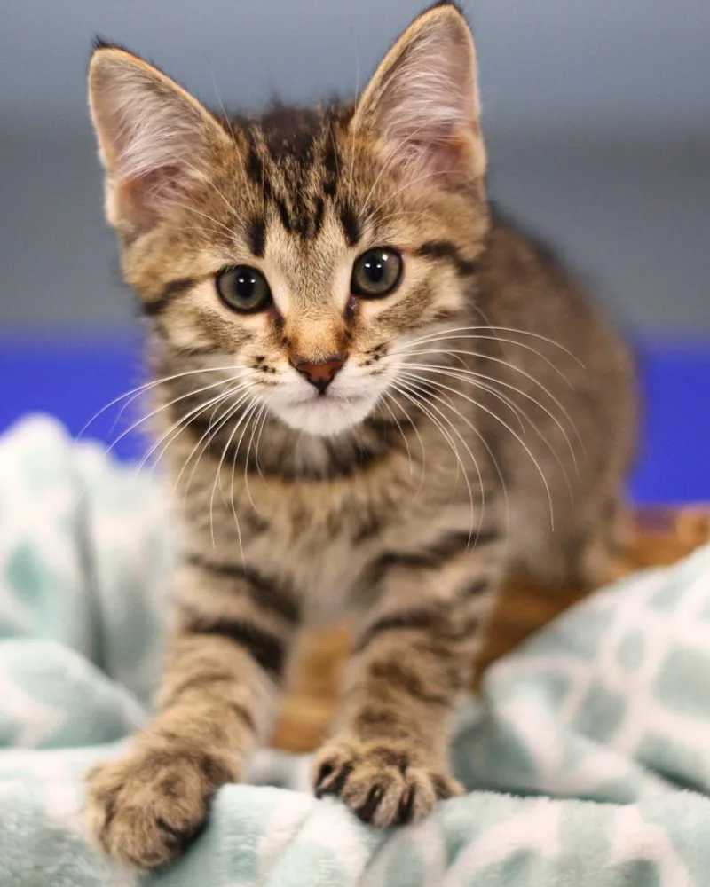 A baby small-sized male Domestic Short Hair cat named Banana for adoption in Toledo, OH