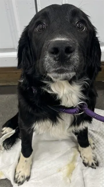 A young small-sized male English Springer Spaniel dog named Miso for adoption in Upper Marlboro, MD