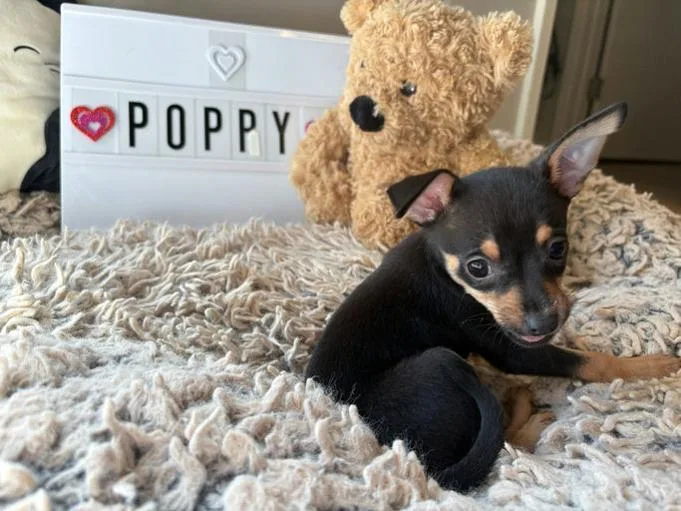 A baby small-sized female Chihuahua dog named Poppy for adoption in Los Angeles, CA
