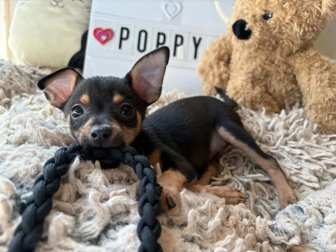 Poppy thumbnail 4