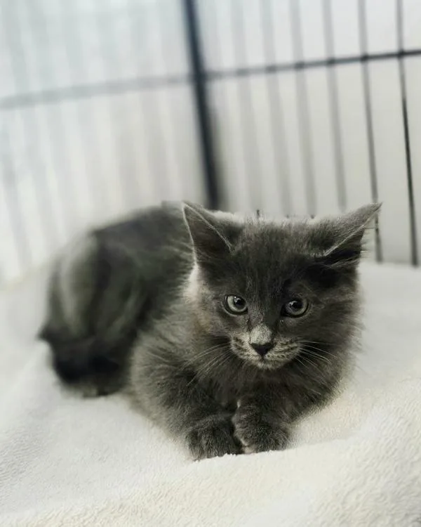 A baby small-sized female Domestic Medium Hair cat named Fiona for adoption in Novato, CA