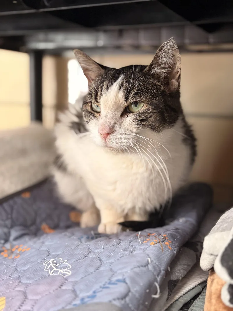 A senior small-sized female Tabby (Brown / Chocolate) Domestic Short Hair cat named Sleigh Belles for adoption in Tipp City, OH