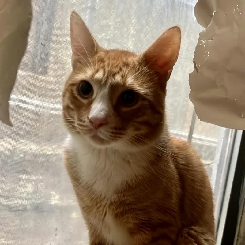 A young medium-sized male Orange / Red Domestic Short Hair cat named Huntrix for adoption in Wantagh, NY