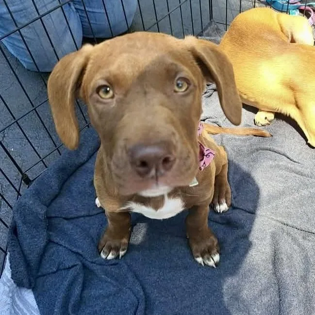 Annie