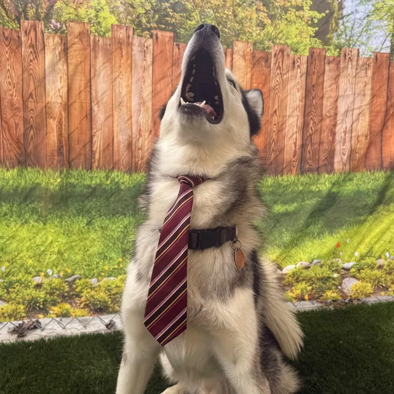 A young medium-sized male Husky dog named Aspen for adoption in Warren, OH