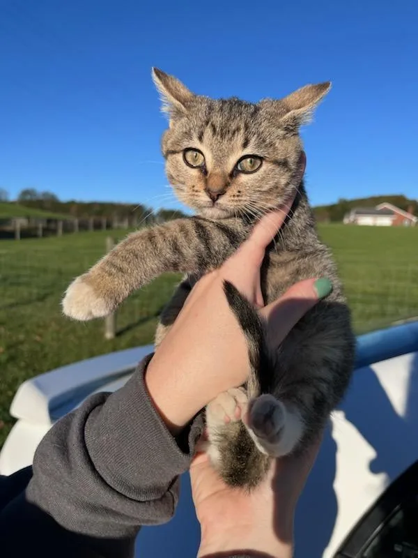 A young medium-sized female Domestic Short Hair cat named Zen for adoption in Floyd, VA