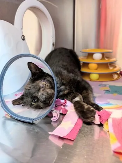 A baby medium-sized female Domestic Short Hair cat named Elfin for adoption in Pleasanton, CA