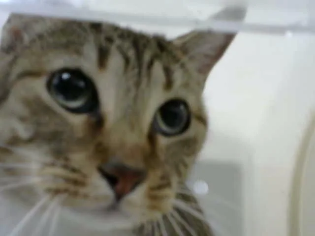 An adult medium-sized female Domestic Short Hair cat named Cleo for adoption in Albuquerque, NM