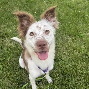 An adult medium-sized female White / Cream Mixed Breed dog named Cersei for adoption in DeKalb, IL