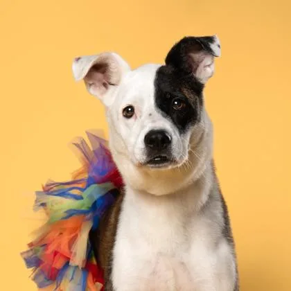 An adult medium-sized female Mixed Breed dog named Mama Murphy for adoption in Atlanta, GA